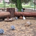 /g/24-01-2023-16-59-38-04.08 - galinhas d'angola brincando no parque de biodiversão - acervo afac.jpg